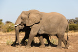 Fototapeta Sawanna - Afrikanische Elefant (Loxodonta africana), Afrika, Botswana, Tuli Block
