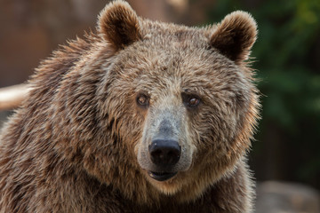 Canvas Print - Eurasian brown bear (Ursus arctos arctos)