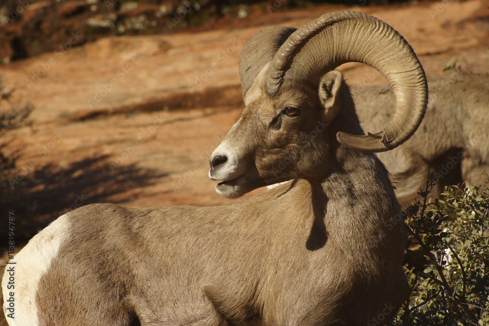 Desert Bighorn Sheep Adult Male Ram near Zion National Park, Utah - obrazy, fototapety, plakaty 