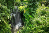 Fototapeta Las - Waterfall in jungle