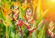 .bird Of Paradise ,Beautiful Red Flower ( Strelitzia Reginae Madeira Island )  With Sunset Light Tone.