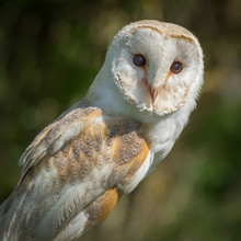 A Very Close Detailed Three Quarter Portrait Of A Barn Owl Perched And Looking Forward