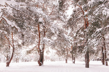 Winter Pine Forest, The Snow On The Trees