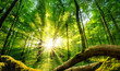 Die Sonne verzaubert den grünen Wald