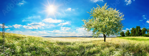 Weite Wiese im Frühling, mit blühendem Baum, blauem Himmel und Sonne