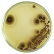 Colonies of airborn mildew Mucor from air of infectious room on a petri dish (agar plate). The object is manually isolated on a white background. Nutrient agar media  used.  Focus on full depth.