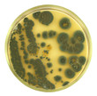 Colonies of  allergenic fungus Penicillium from air spores on a petri dish (agar plate) manually isolated on a white background. Nutrient agar media used.  Focus on full depth.