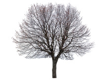 Bare Linden Tree