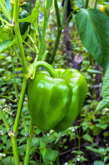 green pepper in garden