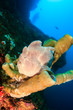 Big frogfish on a tube sponge