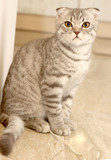 Fototapeta Koty - Grey British lop-eared kitten