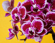 Purple orchid flowers on orange background, closeup