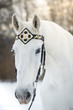 white trotter horse in medieval front bridle-strap outdoor horizontal portrait in winter in sunset