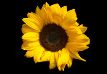 Close-up Of Vibrant Sunflower On Pure Black Background.