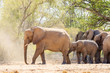 Afrikanische Elefanten (Loxodonta africana) im Aba Huab Trockenflussbett