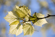 Acer tegmentosum (East Asian stripe maple)