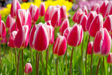 Fototapeta Tulipany - Pink tulips in the garden.