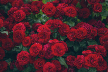 Dark Red Roses Flower Background