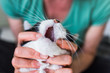 Womans hands opening cats mouth showing no teeth