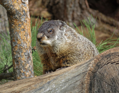 The groundhog (Marmota monax), also known as a woodchuck, or whistlepig, sitting on a log. Chubby and angry.