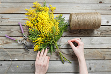 Woman Hands Make Bouquet Of Mimosa. Bandages Twine And Gardening Scissors On Rustic Wooden Table