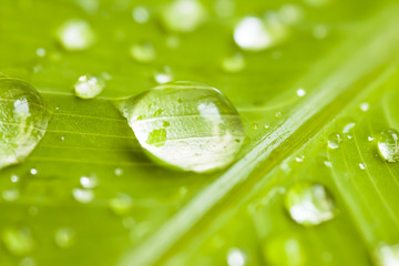 Close up fresh leaves with water drop on morning.water droplets on leaves after rain