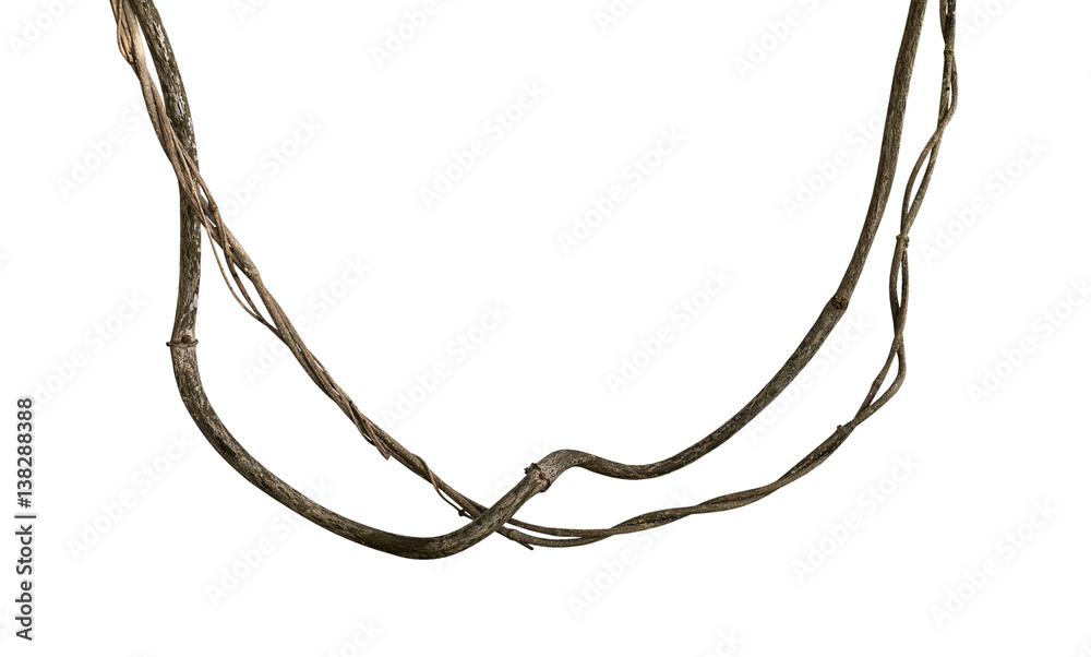 Twisted wild liana jungle vine isolated on white background, clipping path included - obrazy, fototapety, plakaty 