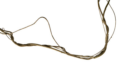 twisted wild liana jungle vine isolated on white background, clipping path included