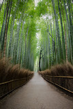Fototapeta Dziecięca - Arashiyama bamboo grove