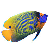 Blue-faced Angelfish. Tropical Reef Fish Isolated On White Background