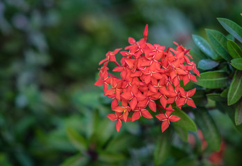 Red Rubiaceae flowers, Ixora flower,  Red flower spike in a green garden background