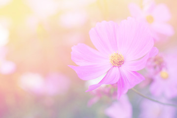Wall Mural - cosmos flowers nature vintage tone background and wallpaper