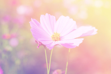 Wall Mural - cosmos flowers nature vintage tone background and wallpaper