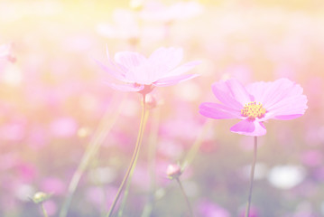 Wall Mural - cosmos flowers nature vintage tone background and wallpaper