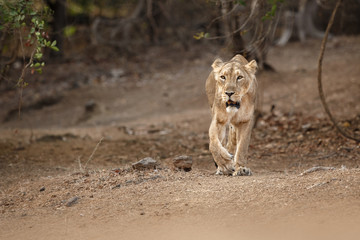 asiatic lion female in the nature habitat in gir national park in india/lioness is walking towards p