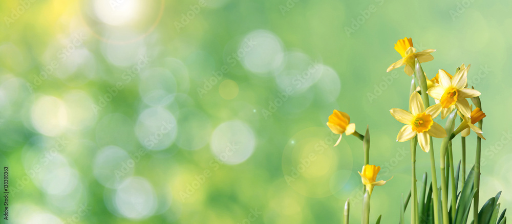 green bokeh daffodil banner with copy space - obrazy, fototapety, plakaty 