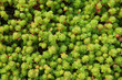 Many sedum acre green plant close up 