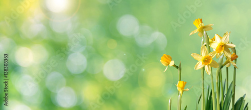 Photographie green bokeh daffodil banner with copy space