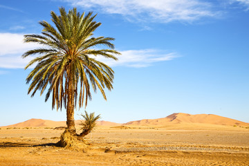 palm in the  desert oasi