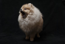 Photo Of Pomeranian Shpitz Dog Standing With Open Mouth On Black Background