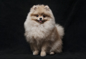 photo of shpitz dog sitting looking to camera on black background