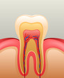 Healthy white tooth, gums and bone, detailed anatomy. vector  illustration