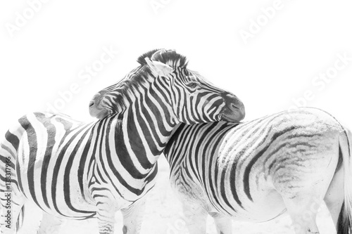 two-hugging-zebras-in-love-etosha