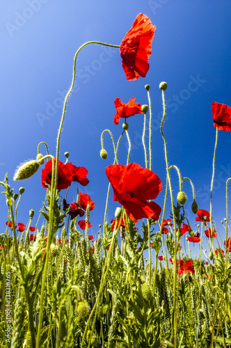 Cuadros en Lienzo Corn poppy in blossom, Croatia, Istria