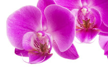 Orchid Isolated On White Background. Abundant Flowering Of Magenta Phalaenopsis Orchid.  Spa Background. Selective Focus