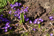 Flowerbed of purple crocuses