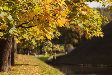 Wall Mural - fall maple foliage