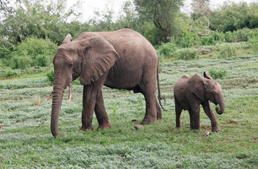 Family of african elephant in Lake Manyara - Tanzania