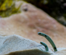 Garden Eel In Aquarium Tank