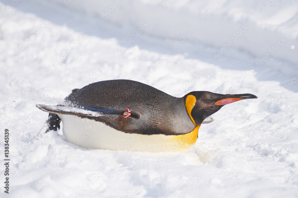 雪の上を滑るキングペンギン Stock Photo | Adobe Stock